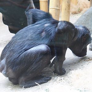 Chimpanzee (Pan troglodytes), 2021-06-12