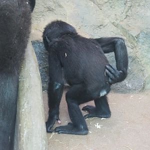Juvenile western lowland gorilla (Gorilla gorilla gorilla), 2021-06-12