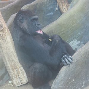 Female western lowland gorilla (Gorilla gorilla gorilla), 2021-06-12