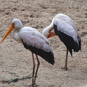 Yellow-billed storks (Mycteria ibis), 2021-06-12