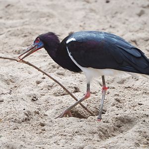 Abdim's stork (Ciconia abdimii) collecting nesting material, 2021-06-12