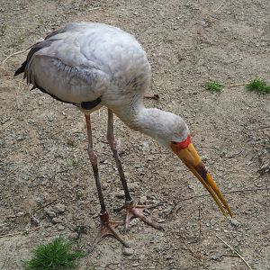 Yellow-billed stork (Mycteria ibis), 2021-06-12