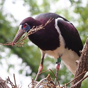 Abdim's stork (Ciconia abdimii), 2021-06-12