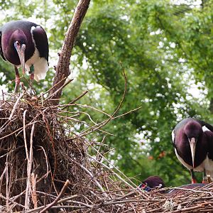 Abdim's Stork (Ciconia abdimii) nests, 2021-06-12