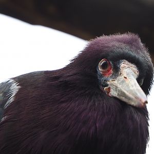 Abdim's stork (Ciconia abdimii), 2021-06-12