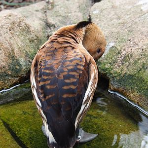 Fulvous whistling duck (Dendrocygna bicolor), 2021-06-12