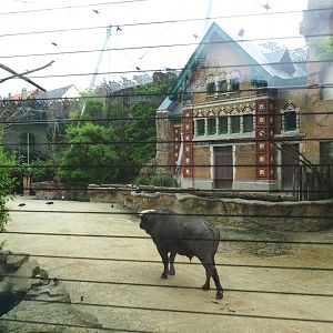 Savanna aviary - Cape buffalo paddock and historical rhinoceros house, now bird house, 2021-06-12