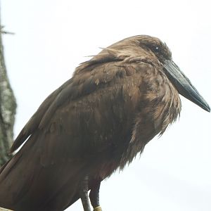 Hamerkop (Scopus umbretta), 2021-06-12