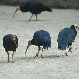 Southern bald ibises (Geronticus calvus), 2021-06-12