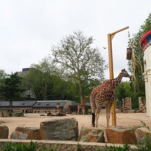 Savanna area - Hybrid giraffe and Hartmann's mountain zebra paddock, 2021-06-12