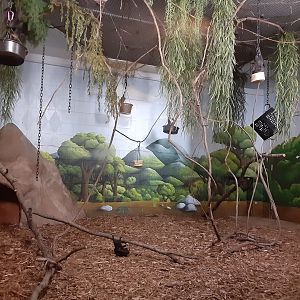 Newly Renovated Fruit Bat Exhibit