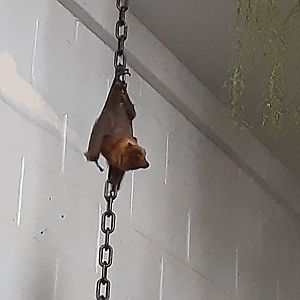Rodrigues Fruit Bat