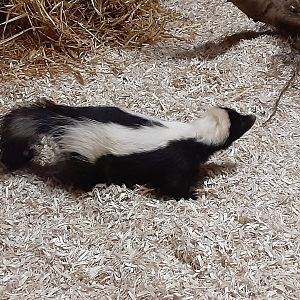 'Pepe' the Striped Skunk