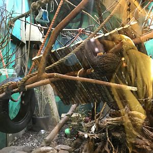 Emperor tamarin, pygmy marmoset enclosure (mixed with armadillo)