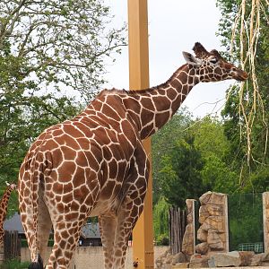Hybrid giraffe (Mostly Reticulated giraffe, Giraffa reticulata), 2021-06-12