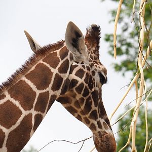 Hybrid giraffe (Mostly Reticulated giraffe, Giraffa reticulata), 2021-06-12