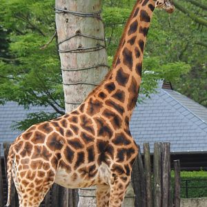 Hybrid giraffe (Mostly Rothschild's, Giraffa camelopardalis rothschildi), 2021-06-12