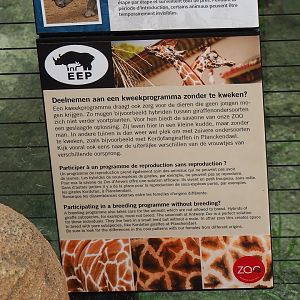 Signage about the holding of hybrid giraffes at Antwerp, 2021-06-12