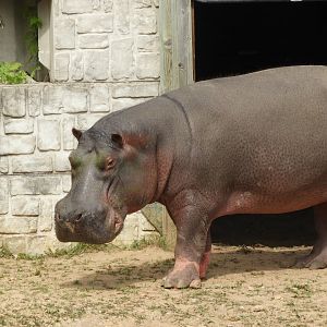 Common Hippopotamus (Hippopotamus amphibius)