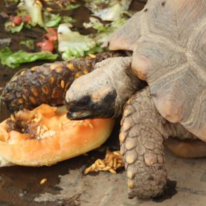 Red-footed Tortoise (Chelonoidis carbonarius)