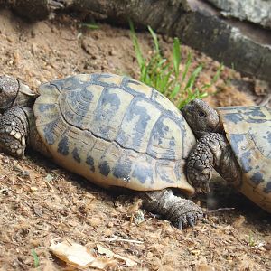 Hermann's tortoise (Testudo hermanni), 2021-06-12