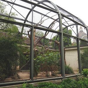 Congo African grey parrot and Abyssinian ground hornbill aviary, 2021-06-12
