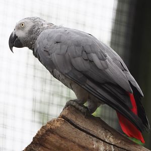 Congo African grey parrot  (Psittacus erithacus erithacus), 2021-06-12