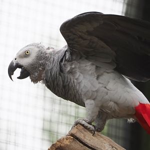 Congo African grey parrot  (Psittacus erithacus erithacus), 2021-06-12