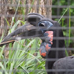 Abyssinian ground hornbill (Bucorvus abyssinicus), 2021-06-12