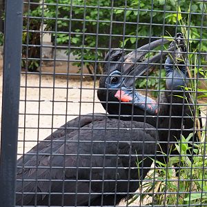 Abyssinian ground hornbill (Bucorvus abyssinicus), 2021-06-12