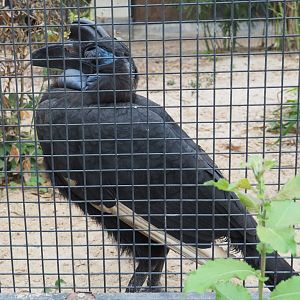 Abyssinian ground hornbill (Bucorvus abyssinicus), 2021-06-12
