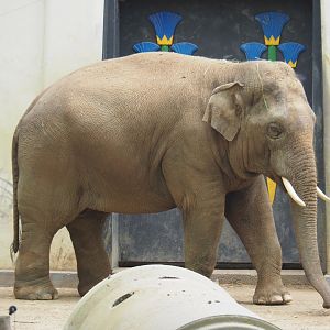 Asian elephant (Elephas maximus), 2021-06-12