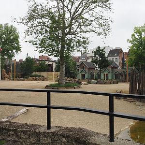 Savanna area - Hybrid giraffe and Hartmann's mountain zebra paddock, 2021-06-12