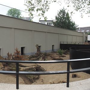 Cape porcupine and Yellow mongoose exhibit, 2021-06-12