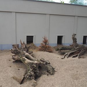 Cape porcupine and Yellow mongoose exhibit, 2021-06-12
