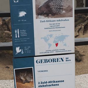 Signage and birth sign Cape porcupines, 2021-06-12