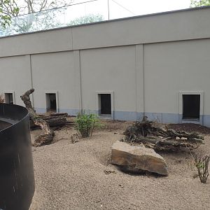 Cape porcupine and Yellow mongoose exhibit, 2021-06-12