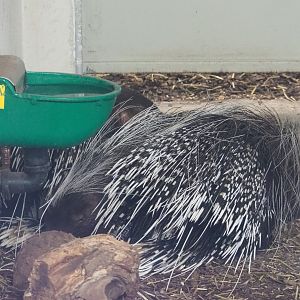 Cape porcupines  (Hystrix africaeaustralis), 2021-06-12