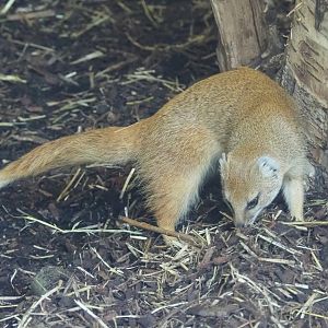 Yellow mongoose (Cynictis penicillata), 2021-06-12