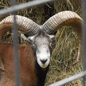 European Mouflon (Ovis gmelini musimon)