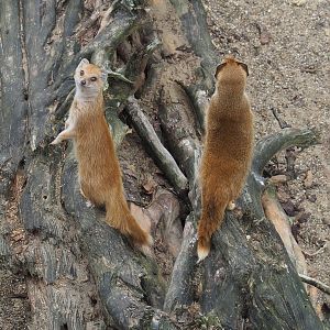 Yellow mongooses (Cynictis penicillata), 2021-06-12