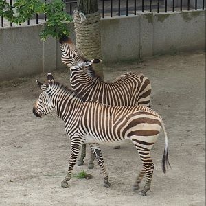 Hartmann's mountain zebras (Equus zebra hartmannae), 2021-06-12