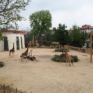 Savanna area - Hybrid giraffe and Hartmann's mountain zebra paddock, 2021-06-12