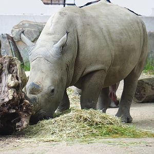 Southern white rhinoceros (Ceratotherium simum simum), 2021-06-12