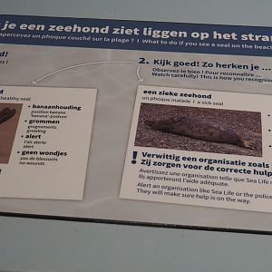 Signage about what to do if you see seals on the beach, 2021-06-12