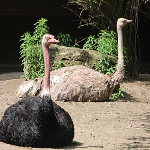 North African ostrich-pair