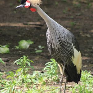 South African crowned crane