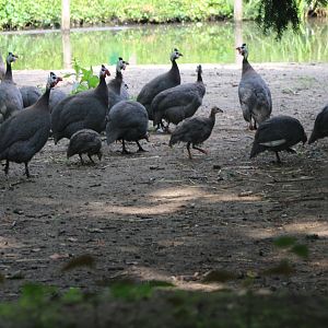 Helmeted guineafowl