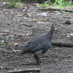 Helmeted guineafowl - juvenile