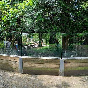 Cassowarry-enclosure